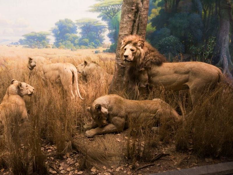 Taxidermy